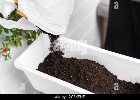 Setzen Boden in weißen rechteckigen Blumentopf. Eintopfen und repotting Idee Design, close-up Stockfoto