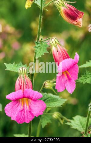 Chinesischer Foxglove Rehmannia elata Stockfoto