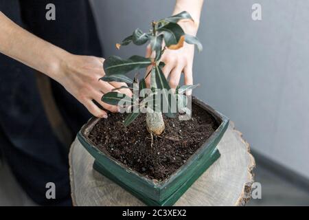 Adenium obesum repotting in grünen Blumentopf für Bonsai Design-Konzept. Wüstenrose Stockfoto
