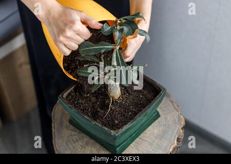 Hände halten gelben Topf mit Erde zum Eintopfen adenium obesum in grünen Blumentopf für Bonsai Design-Konzept. Wüstenrose Pflanze repotting Stockfoto