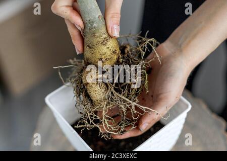 Hände halten adenium obesum Wurzeln und Caudex vor dem Eintopfen in weißen Blumentopf. Wüstenrose Pflanze repotting Stockfoto
