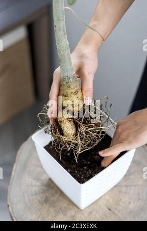 Hände, die adenium obesum beim Eintopfen in weißen Blumentopf halten. Wüstenrose Pflanze repotting Stockfoto