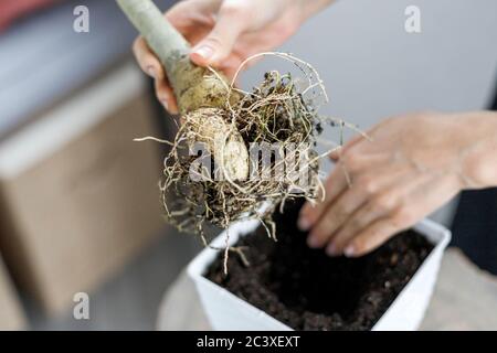 Adenium obesum in der Hand beim Eintopfen in weißen Blumentopf. Wüstenrose Pflanze repotting Stockfoto