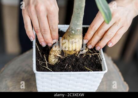Adenium obesum eintopfen in weißen Blumentopf. Wüstenrose Pflanze repotting Stockfoto