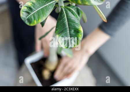 Adenium obesum eintopfen in weißen Blumentopf. Wüstenrose Pflanze repotting close-up Stockfoto