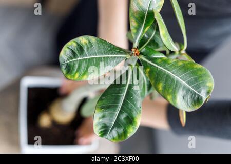 Adenium obesum close-up beim Eintopfen in weißen Blumentopf. Wüstenrose Pflanze repotting Stockfoto