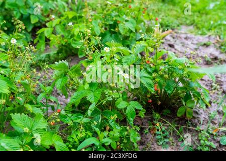 Waldgarten Erdbeere mit Blumen und Beeren. Hochwertige Fotos Stockfoto