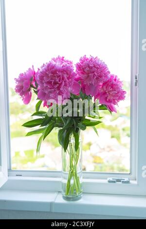 Fuchsia Pfingstrosen Bouquet in der Vase auf weißem Fensterbrett. Hintergrundbeleuchtung, Nahaufnahme Stockfoto