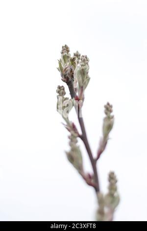 Nahaufnahme eines Baumzweiges mit isolierten Knospen auf weißem Hintergrund. Natur erwachen im Frühling mit Baum Zweig voller Knospen und kleine Blätter. Stockfoto