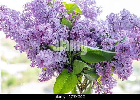 Blumenstrauß aus lila Flieder in Glasvase auf dem Hintergrund der verschwommenen Blick aus dem Fenster in einem sonnigen Frühlingstag. Zweige blühender Fliederblüten, dez Stockfoto