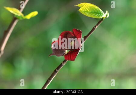 Pfote Pfote ( Asimina triloba ) Baumblüte Stockfoto