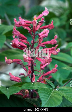 Aesculus pavia Red Buckeye - Stockfoto