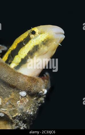 Shorthead fangblenny, Petroscirtes breviceps, Lembeh Strait, Nord Sulawesi, Indonesien, Pazifik Stockfoto