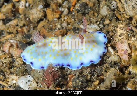 Sea Slug oder Nacktschnecken, Doris ocelligera, Lembeh Strait, Nord Sulawesi, Indonesien, Pazifik Stockfoto