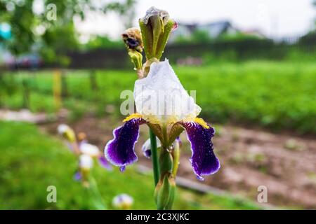 Iris Blume im Garten nach dem Regen. Weiß und lila. Hochwertige Fotos Stockfoto