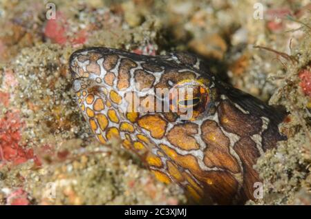 Napoleanischer Schlangenaal, Ophichthus bonaparti, Lembeh Strait, Nord-Sulawesi, Indonesien, Pazifik Stockfoto