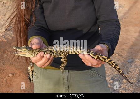Baby Krokodil in den Händen Stockfoto