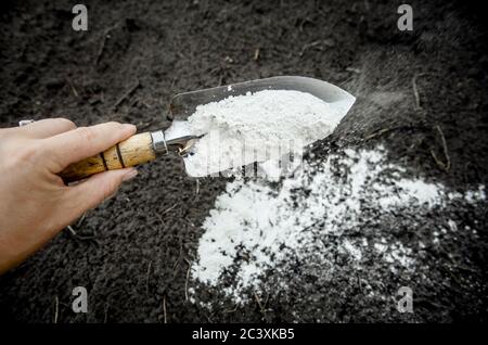 Gärtner mischen dolomitischen Kalkstein Pulver in Gartenboden, um den pH-Wert ändern Ameise, um mehr Nährstoffe für Pflanzen Konzept liefern. Stockfoto