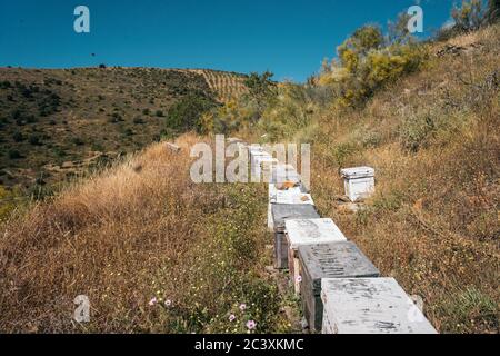 Eine Reihe von Bienen Nesselsucht in einem Blumenfeld auf dem Berg. Bienenzuchtkonzept. Stockfoto