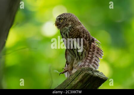 Eurasische Zwergeule - Glaucidium passerinum auf dem Ast sitzend und im Sommer im Wald nach der Beute suchend. Kleine europäische Eule mit dem grünen w Stockfoto