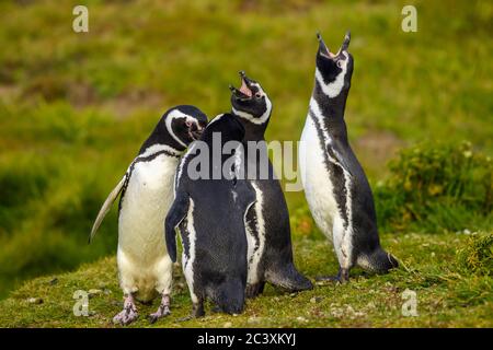 Magellanic Pinguin (Spheniscus magellanicus), Carcass Island, West Falkland, Falkland Islands Stockfoto
