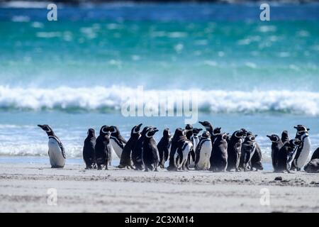 Magellanic Pinguin (Spheniscus magellanicus), Saunders Island, West Falkland, Falkland Islands Stockfoto