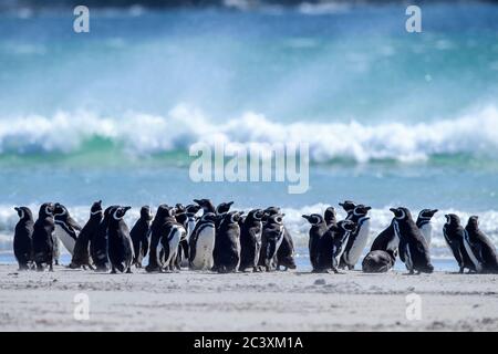 Magellanic Pinguin (Spheniscus magellanicus), Saunders Island, West Falkland, Falkland Islands Stockfoto