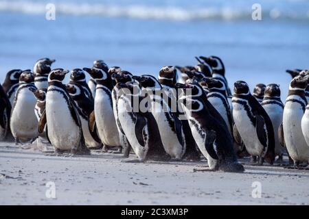 Magellanic Pinguin (Spheniscus magellanicus), Saunders Island, West Falkland, Falkland Islands Stockfoto