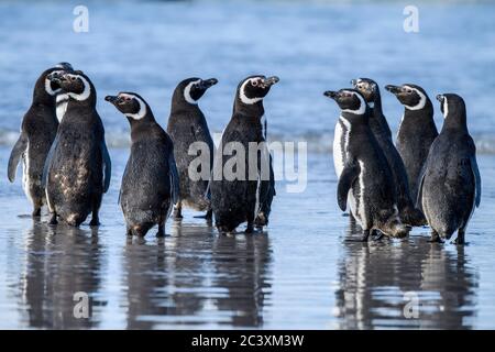 Magellanic Pinguin (Spheniscus magellanicus), Saunders Island, West Falkland, Falkland Islands Stockfoto