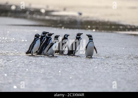Magellanic Pinguin (Spheniscus magellanicus), Saunders Island, West Falkland, Falkland Islands Stockfoto