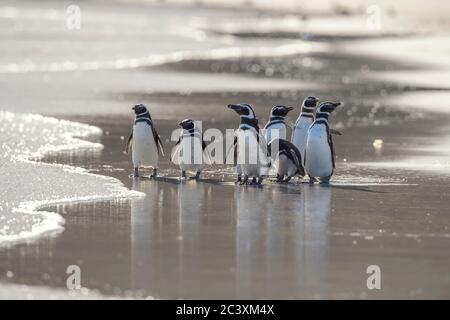 Magellanic Pinguin (Spheniscus magellanicus), Saunders Island, West Falkland, Falkland Islands Stockfoto