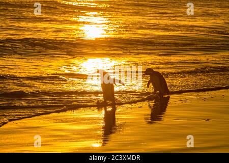 Gentoo und Magellanic Pinguine in der Brandung am Strand, Sea Lion Island, West Falkland, Falkland Islands Stockfoto