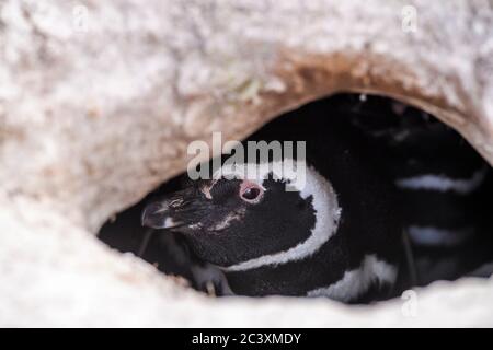 Magellanic Pinguin (Spheniscus magellanicus), Volunteer Point, East Falkland, Falkland Islands Stockfoto