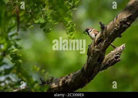 Eurasischer Baumsparrow - Passer montanus Singvogel in der Sperlingsfamilie mit einer reichen Kastanienkrone und einem schwarzen Fleck auf jedem reinen Weiß Stockfoto