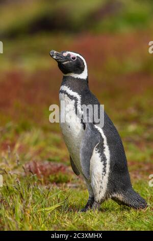 Magellanic Pinguin (Spheniscus magellanicus), Carcass Island, West Falkland, Falkland Islands Stockfoto