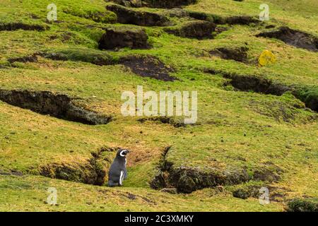 Magellanic Pinguin (Spheniscus magellanicus), Saunders Island, West Falkland, Falkland Islands Stockfoto