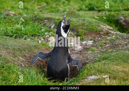 Magellanic Pinguin (Spheniscus magellanicus), Carcass Island, West Falkland, Falkland Islands Stockfoto