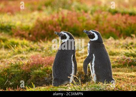 Magellanic Pinguin (Spheniscus magellanicus), Sea Lion Island, East Falkland, Falkland Islands Stockfoto