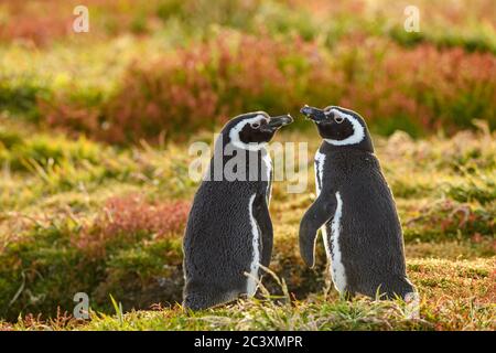 Magellanic Pinguin (Spheniscus magellanicus), Sea Lion Island, East Falkland, Falkland Islands Stockfoto