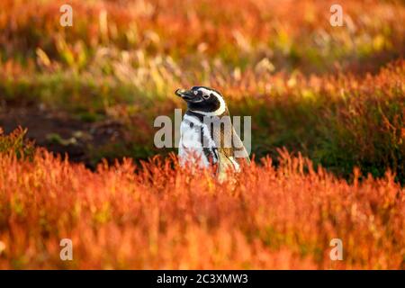 Magellanic Pinguin (Spheniscus magellanicus), Sea Lion Island, East Falkland, Falkland Islands Stockfoto