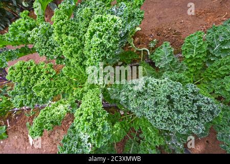 Grünkale Pflanze im Garten Stockfoto