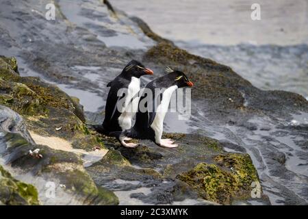 Südliche Steintrichter Pinguin (Eudytes chrysocome), Saunders Island, West Falkland, Falkland Islands Stockfoto