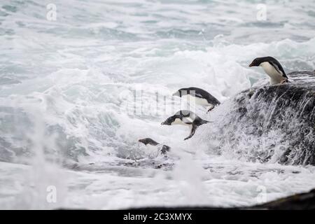 Südliche Steintrichter Pinguin (Eudytes chrysocome), Saunders Island, West Falkland, Falkland Islands Stockfoto