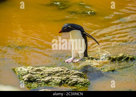 Südlicher Steintrichter Pinguin, Eudytes chrysocome, in Süßwasser-Pool nach dem Auftauchen aus dem Ozean, Cape Bougainville, East Falkland, Falkland Islands Stockfoto