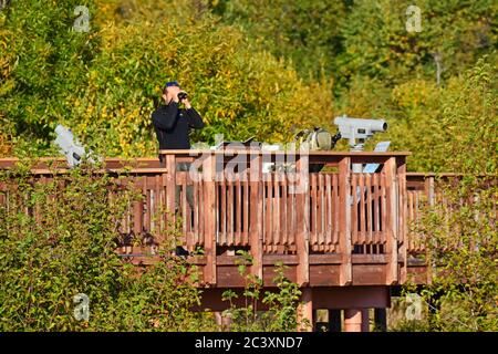 Potters Marsh Wildlife Viewing in der Nähe von Anchorage, Alaska Stockfoto