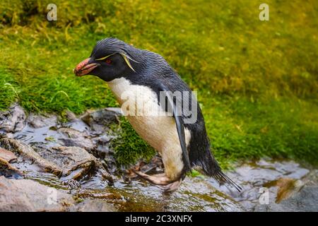 Südlicher Steintrichter Pinguin (Eudytes chrysocome), aufsteigende felsige Hang Rückkehr zur Brutkolonie, Cape Bougainville, East Falkland, Falkland ist Stockfoto