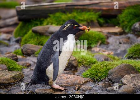 Südlicher Steintrichter Pinguin (Eudytes chrysocome), aufsteigende felsige Hang Rückkehr zur Brutkolonie, Cape Bougainville, East Falkland, Falkland ist Stockfoto