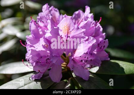 Lavendelblüten von Rhododendron Catawbiense Grandiflorum Stockfoto