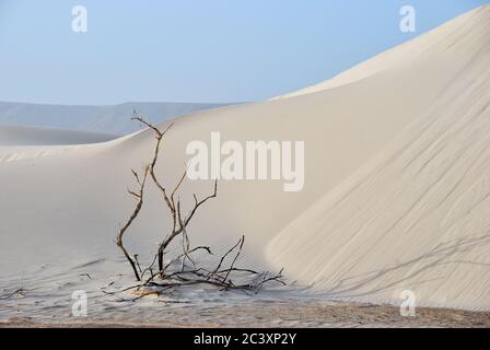 Große weiße Sanddünen am Aomak Strand bei Sonnenuntergang, Socotra Insel, Jemen. Tote Pflanze zwischen weißen Sanddünen das geschützte Gebiet des Aomak-Strandes, Golf VON A Stockfoto