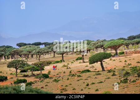 Schöne Landschaft der exotischen Insel Socotra, Jemen, Afrika Stockfoto